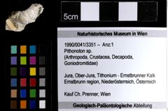 Foto (Objekt + Etiketten) von Pithonoton sp. 